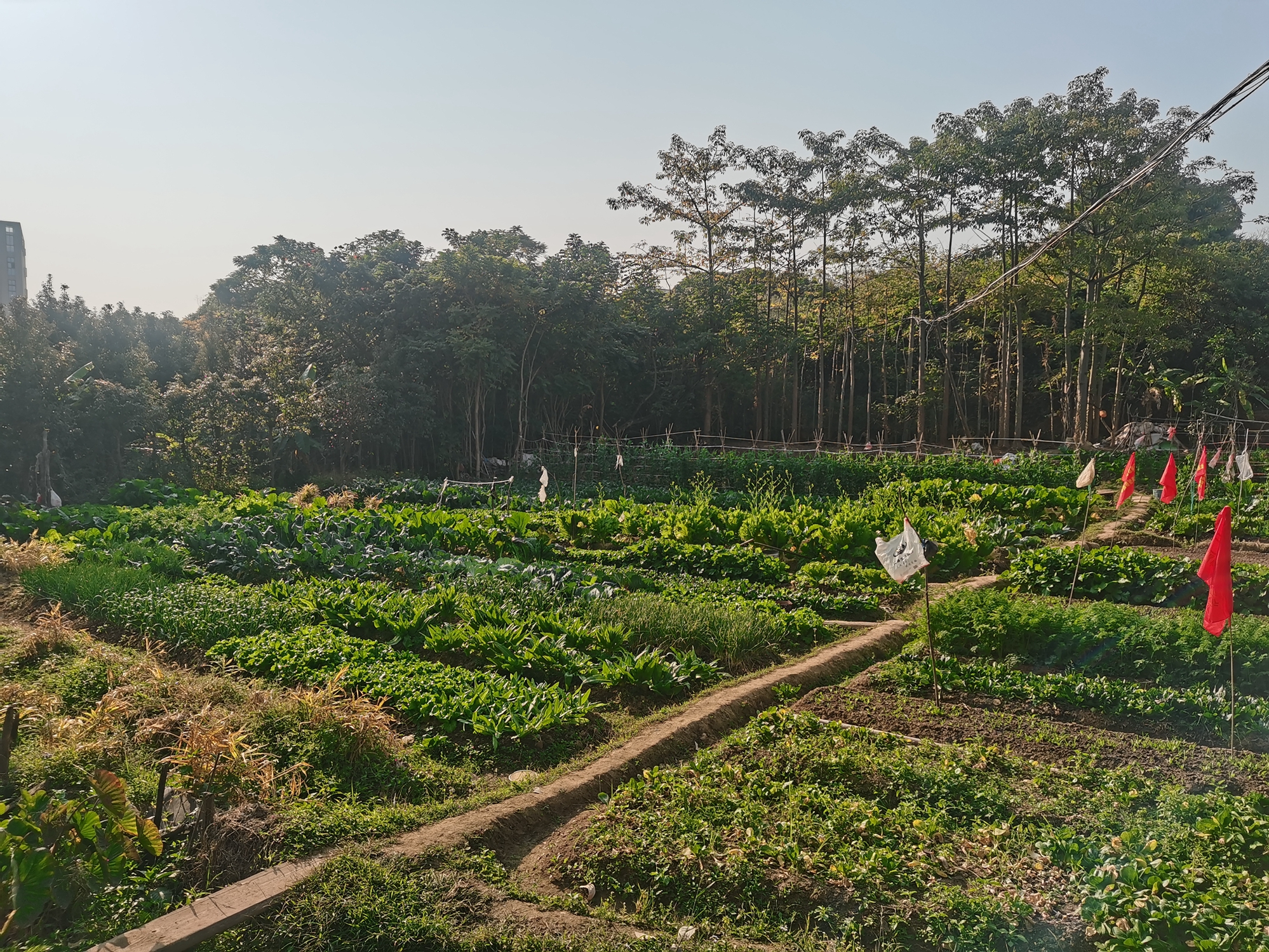 陈家服：田園書香，晴光逐夢